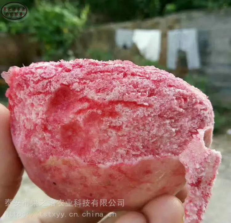 桃树苗价格、毛蟠桃苗、中油蟠4号桃树苗新品种价格基地