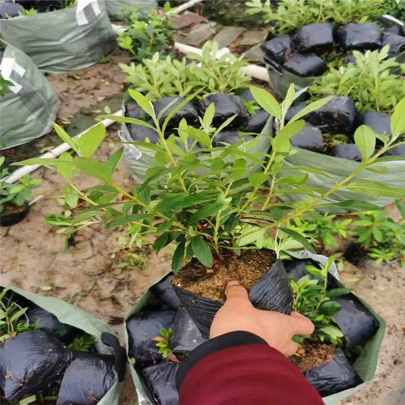 河南开封杜鹃小苗一株的价格同心协力
