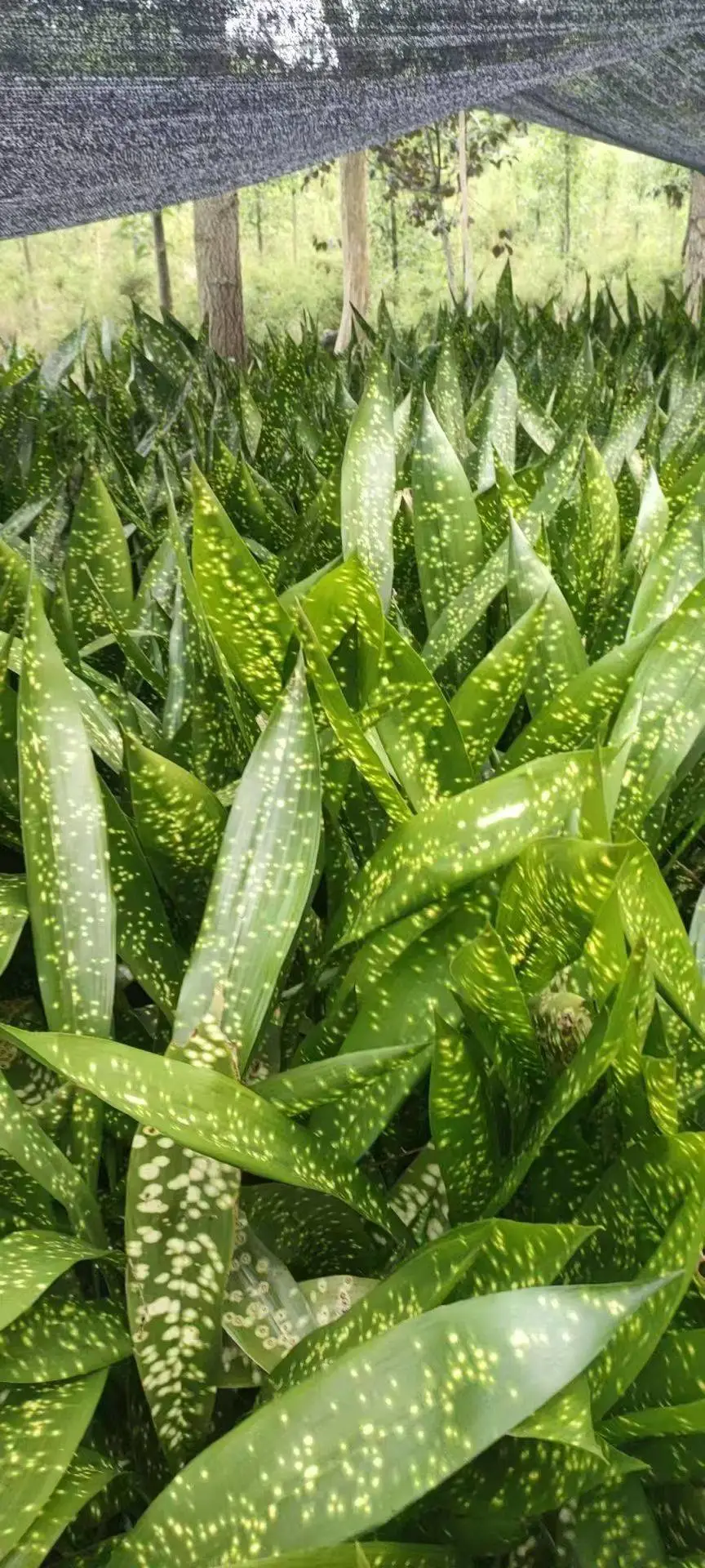 蜘蛛抱蛋工程苗 成都温江多规格一站式采购 别墅庭院配植苗木