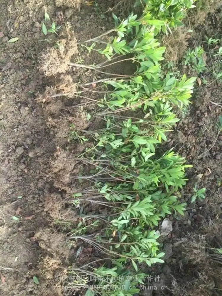 供应杜鹃小苗 量大直销 杜鹃小苗厂家直销价格