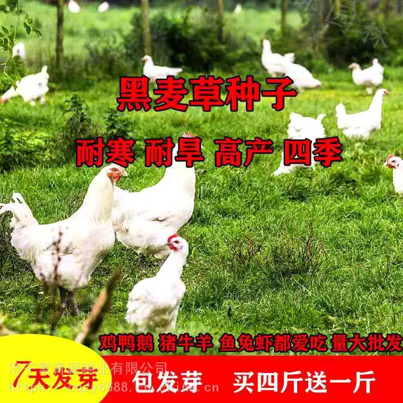 武威草种子有哪些品种图片田高梁批发