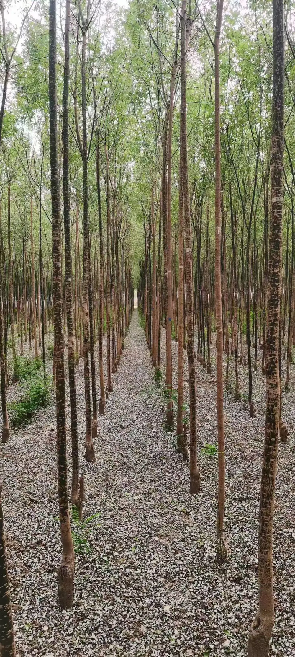 山东潍坊淑女国槐苗基地批发,淑女国槐苗厂家上车价格,淑女国槐苗产地报价,淑女国槐苗木供应商