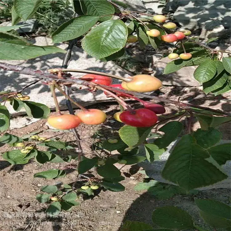 胭脂红樱桃苗 青藤农业 美早大樱桃苗 基地销售