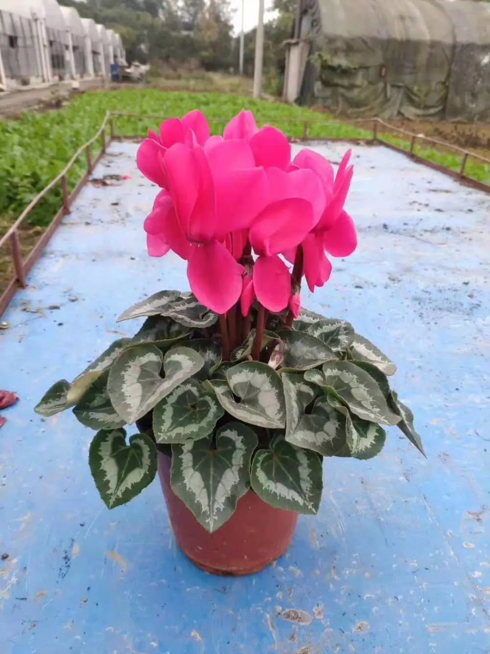 https://b2b-material.cdn.bcebos.com/qNfQoSuOQSPK4chyEyj_HBACTV8.jpg