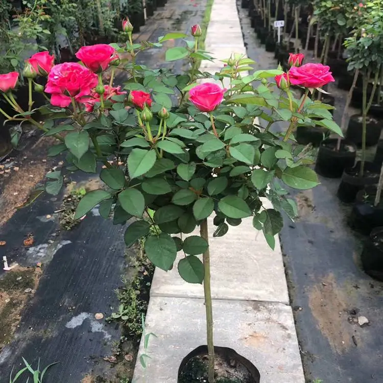 江西树状月季 绿化草花 树状月季小苗价格 兴东花卉