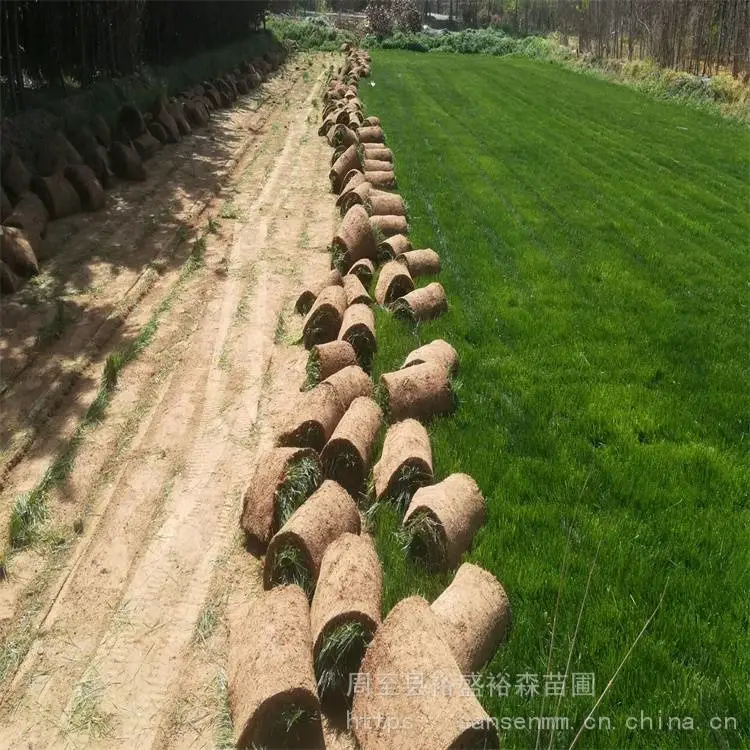 杨凌苗圃绿化草坪草籽-退耕还林土地复绿 绿化草坪草籽苗木价格