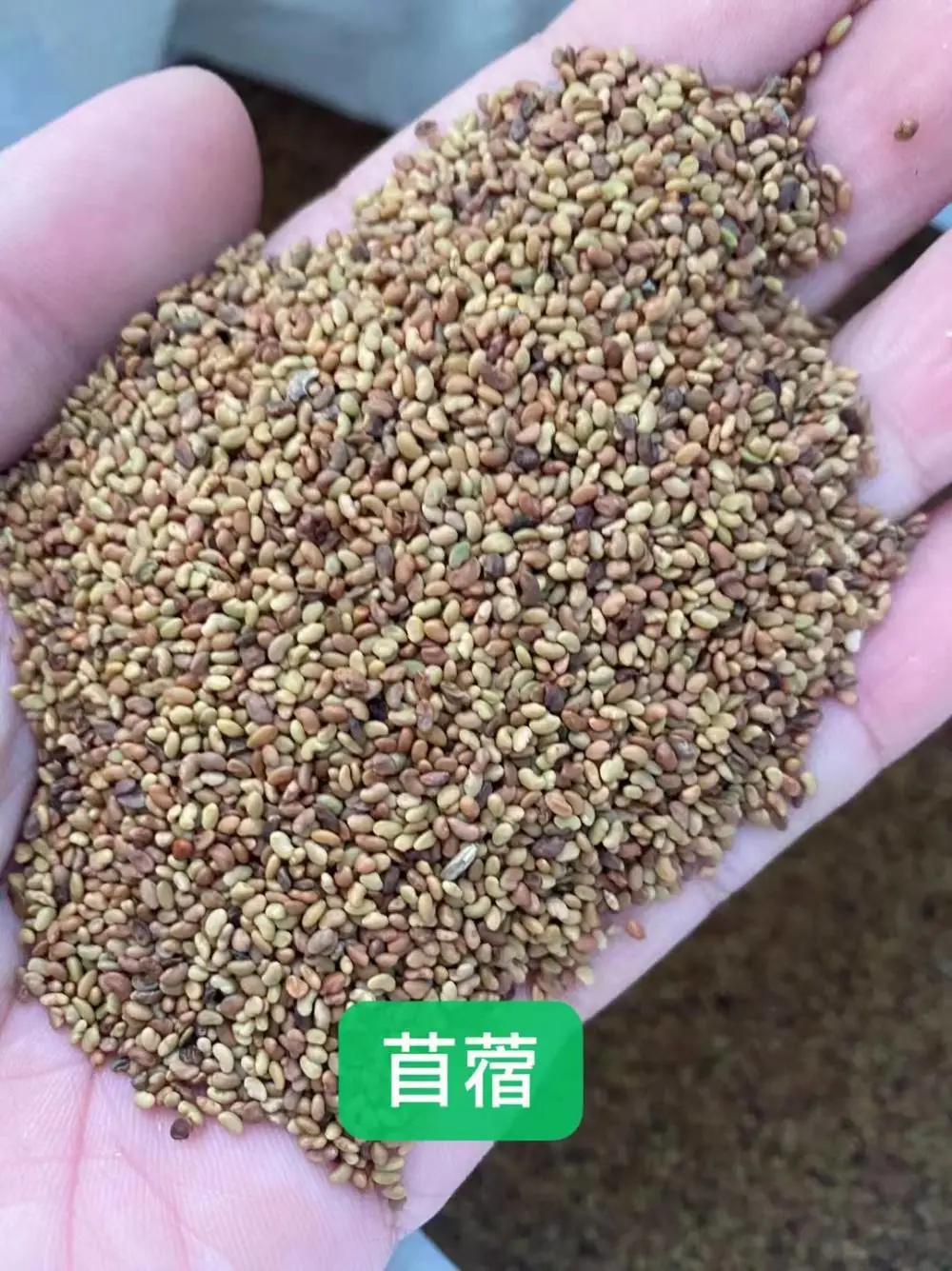进口天堂草籽结缕草种子箭舌豌豆柠条平枝荀子鹅耳枥枇杷