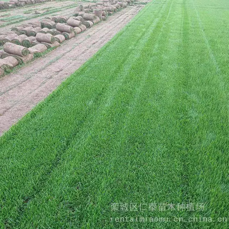 出售剪股颖草坪绿化高羊茅草籽高杆混色翠菊花籽矮生