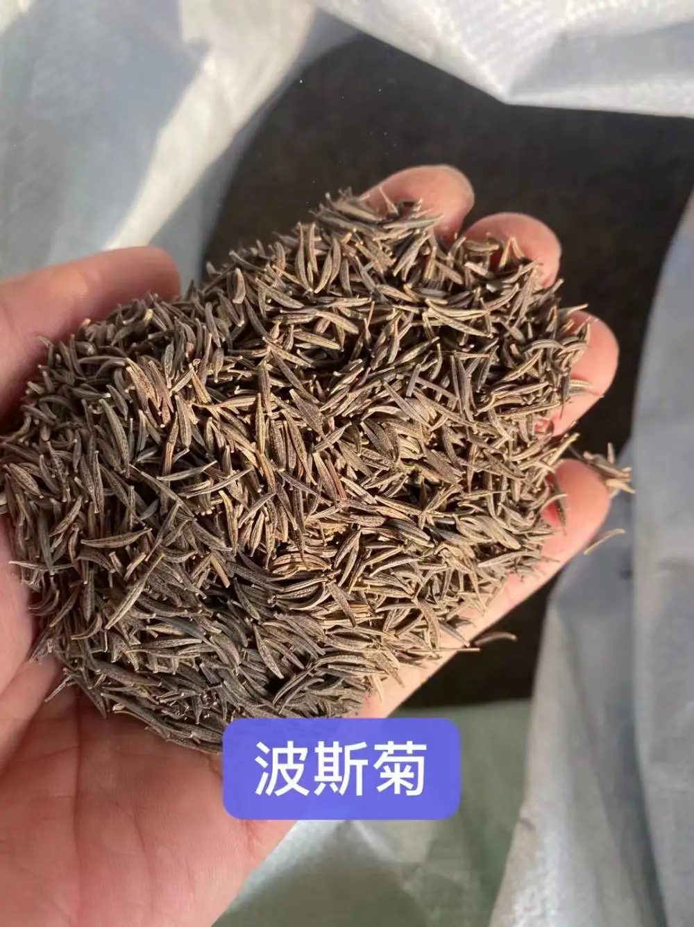 福禄考黄菖蒲花子玩具向日葵花种籽耧斗菜沙蒿草籽山樱桃榆叶梅