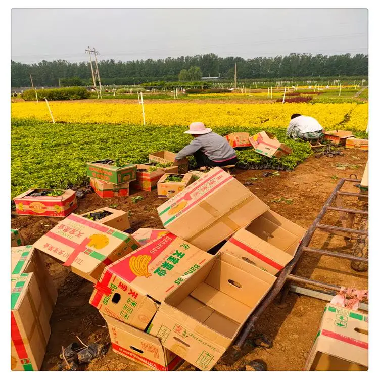 江苏绿化用五叶地锦 爬山虎苗***格 爬山虎苗哪里有卖