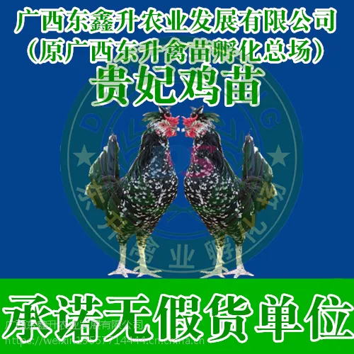 阳江市-散养土鸡苗多少钱一只-河北鸡苗-湖北鹅苗