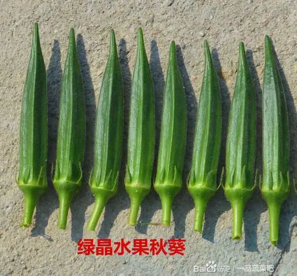 进口绿晶水果秋葵种子，果色浓绿，色泽亮丽，无扎手硬毛刺