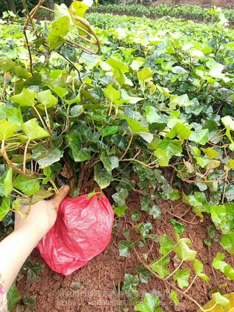 广东杜鹃小苗 杜鹃小苗价格 毛杜鹃价格及杜鹃报价 色块小苗