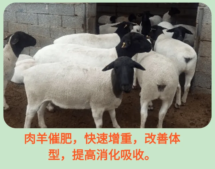 饲美佳 牛用催肥添加剂 羊添加剂催肥促长 改善体型多长瘦肉