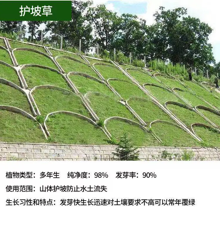 披碱草种子天猫供货进口一级广西百色经销批发