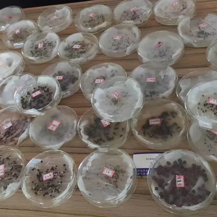 海红豆树种子蜂室花籽草本植物净籽菊苣草籽玻璃生菜