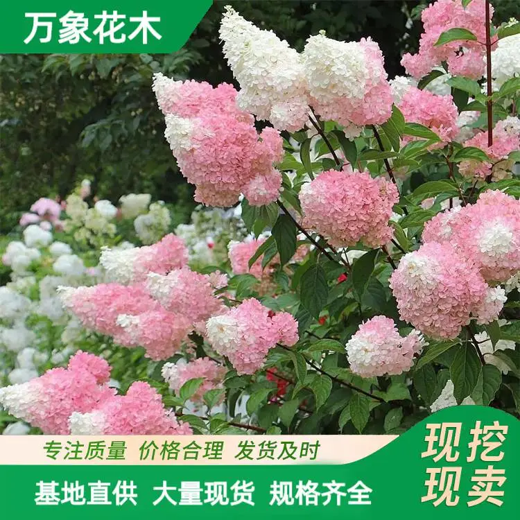 苗圃供应 香草草莓木绣球 大小杯苗 庭院绿化景观花卉