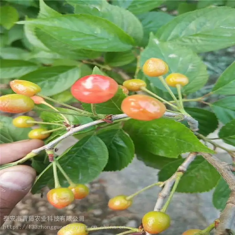 胭脂红樱桃苗 青藤农业 美早大樱桃苗 基地销售