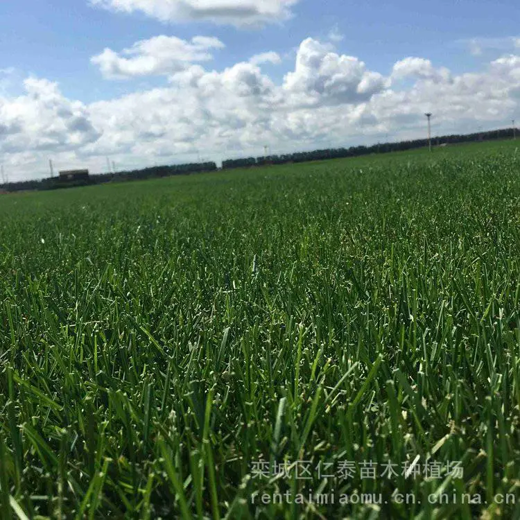 出售百慕大草坪 道路建设草皮 护坡固堤保土 PH=3.0