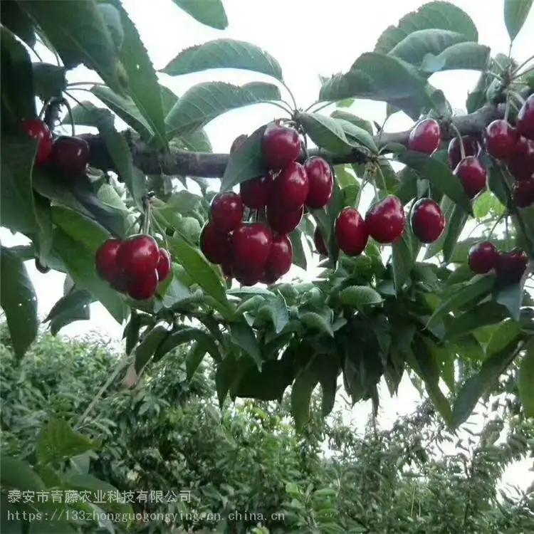 朱砂樱桃苗 青藤农业 大棚培育樱桃