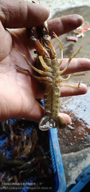 小龙虾 种虾 青虾苗