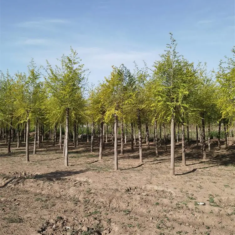 金叶榆-金叶榆树基地-苗木产地-土球完好