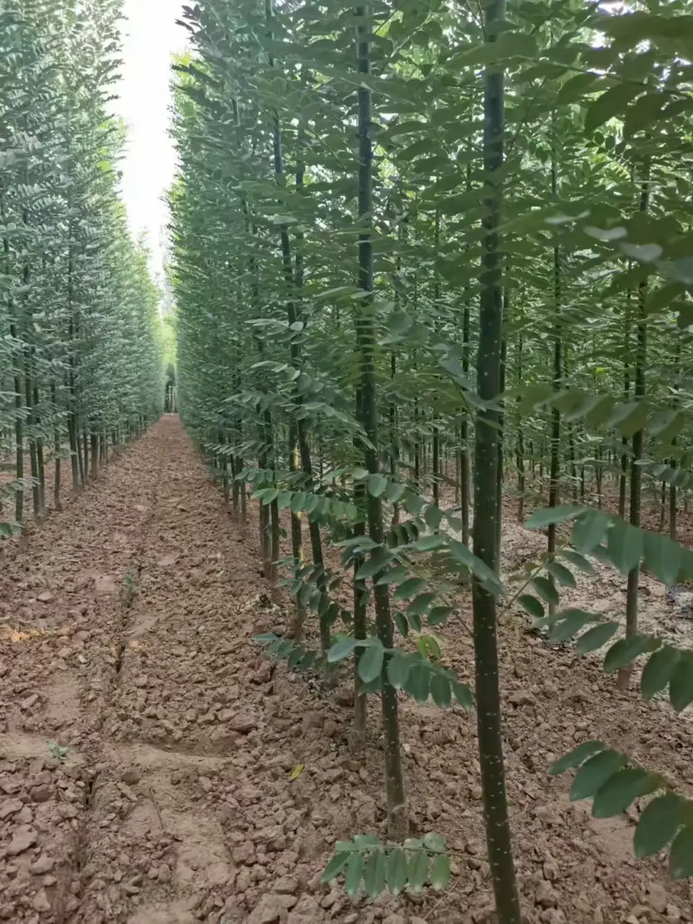 山东烟台淑女国槐小苗基地价格,淑女国槐苗厂家上车价格,淑女国槐苗产地报价,淑女国槐苗木供应商