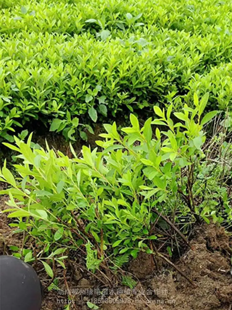 福建色块小苗 杜鹃小苗 福州杜鹃小苗价格