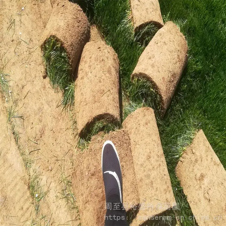 哑柏草坪批发基地 哑柏草坪每平***