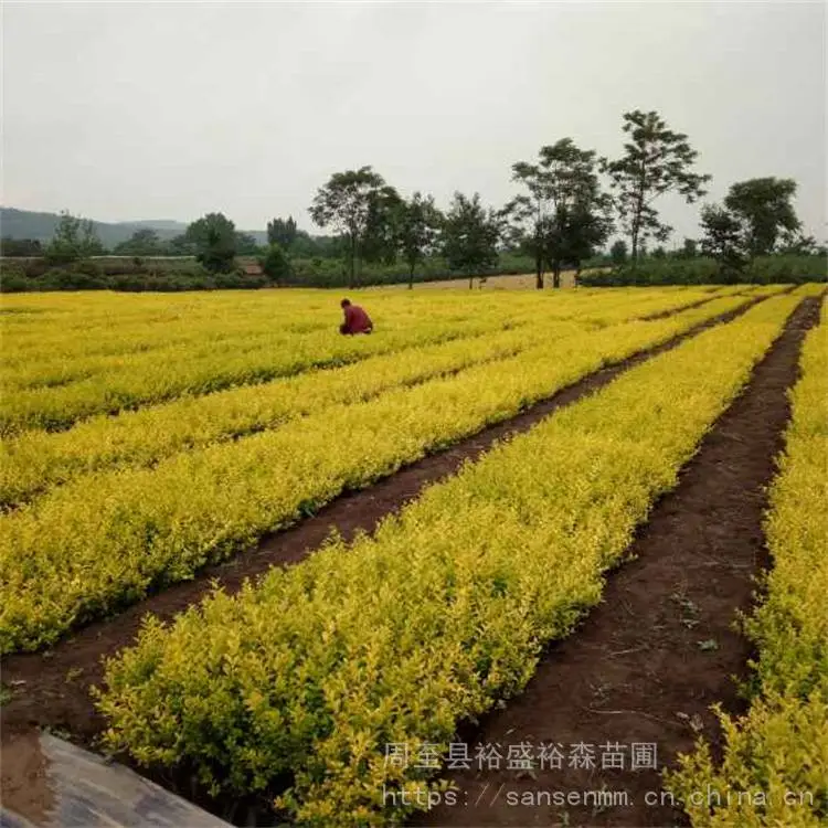 陕西安康树苗-爬藤月季大花北方绿化小苗-周至樱花道路景观树