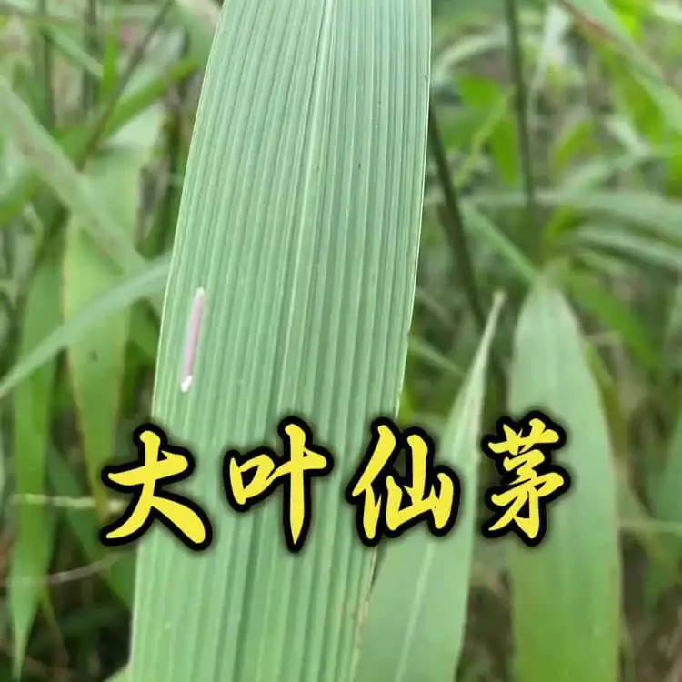 彝山香全年批发大叶仙茅根干品中药材大地粽根猴子背巾