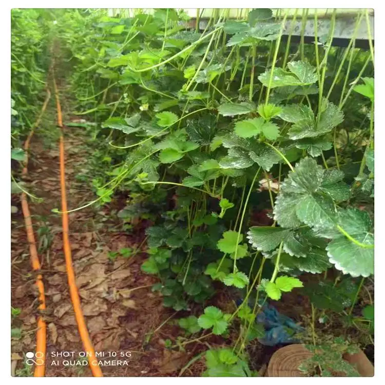 北京香野草莓苗品种 白雪草莓苗 根系发达