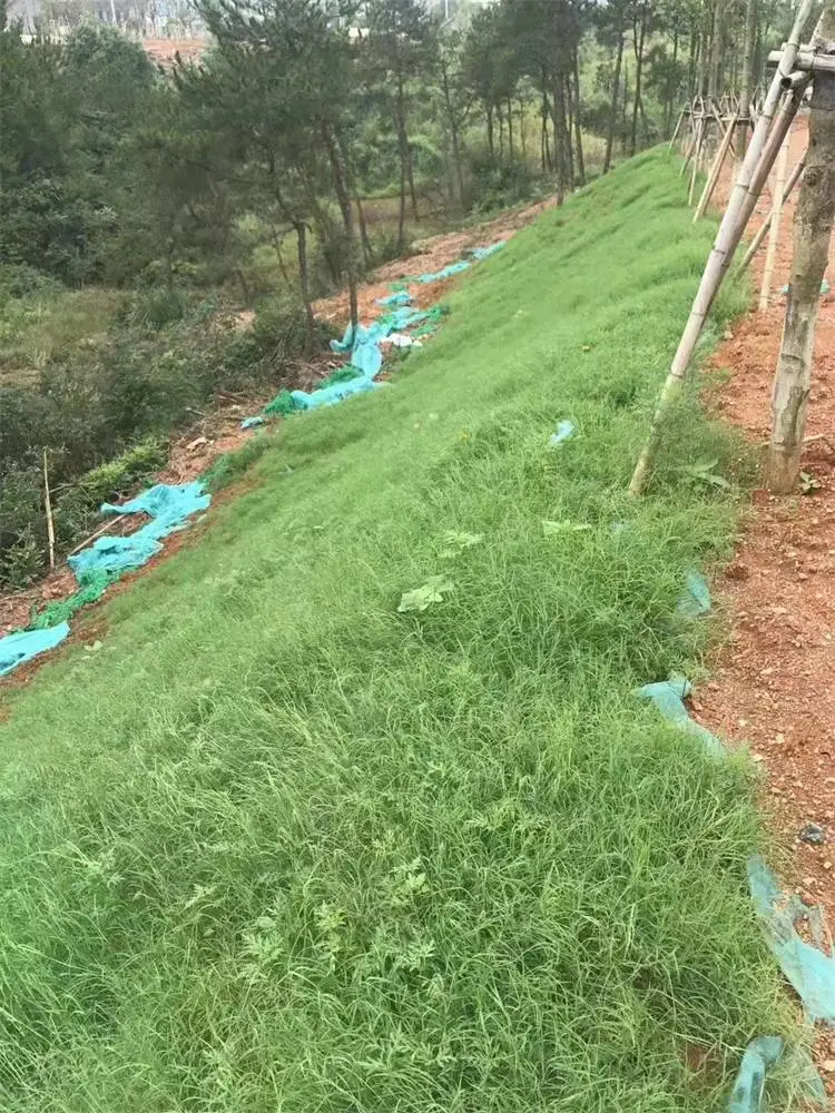 甘孜常青草种草籽专卖店批发运动场草籽草种籽