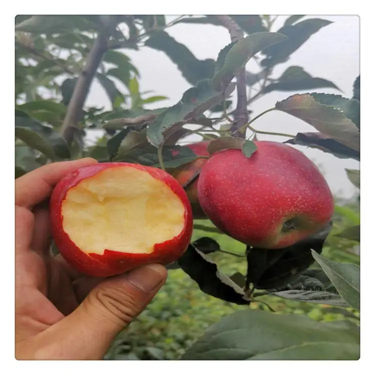 东营苹果树苗基地 中秋王苹果苗 一年苹果苗量大供应