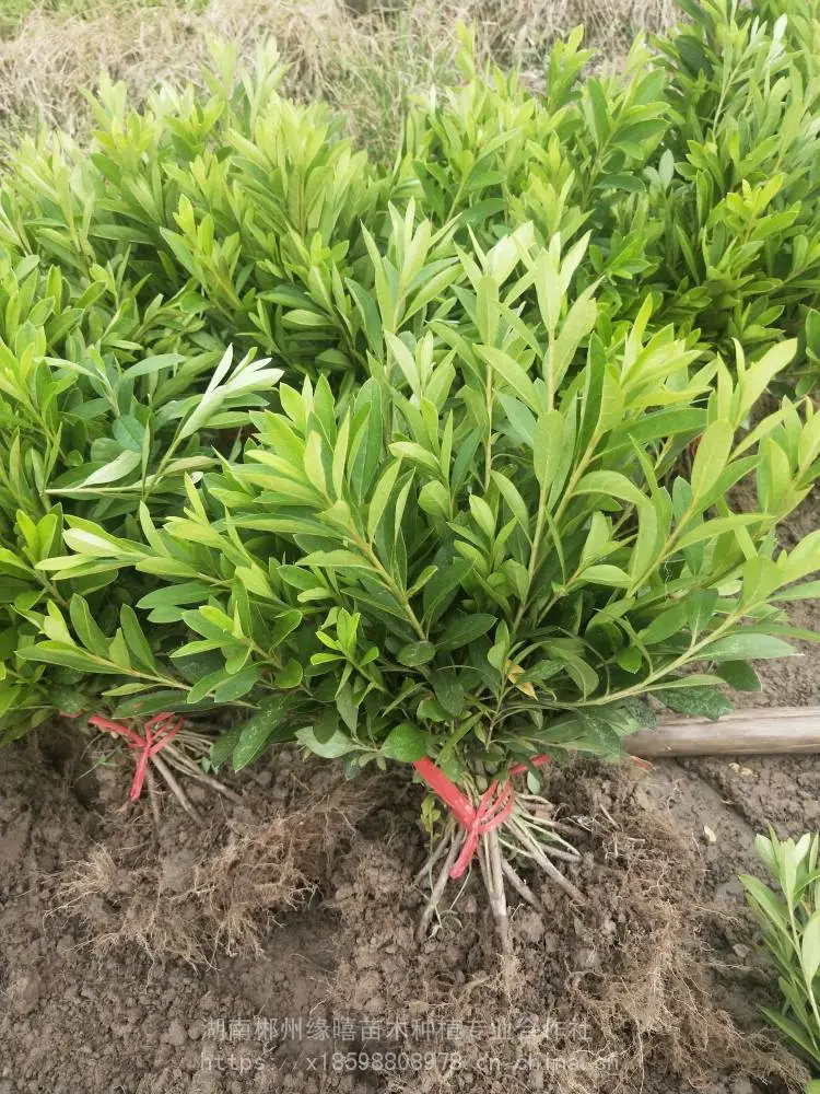 杜鹃花小苗湖南毛杜鹃