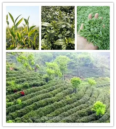 2021年龙潭信阳毛尖浪漫时光绿茶高山明前新茶云雾绿茶 500克