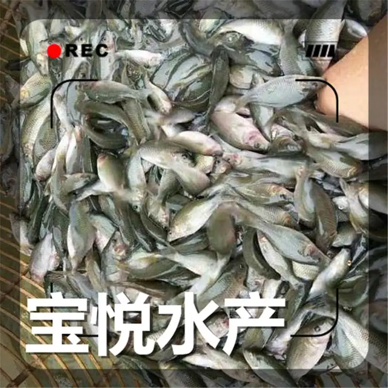 甘肃武威稻田禾花鲤鱼苗苗场 禾花鲤鱼苗养殖技术