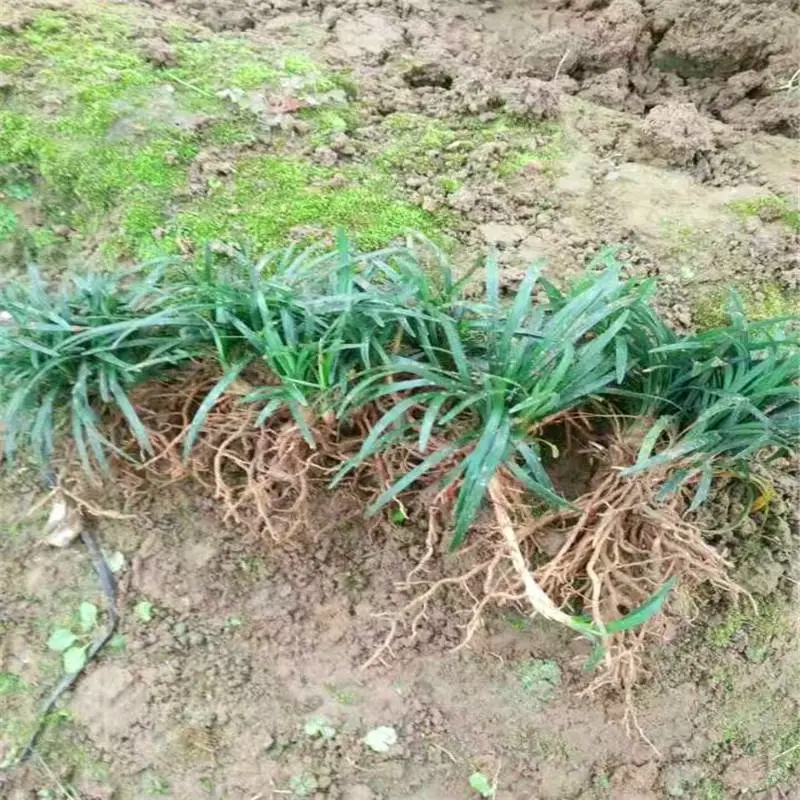 江西永新幼苗的价格技术咨询