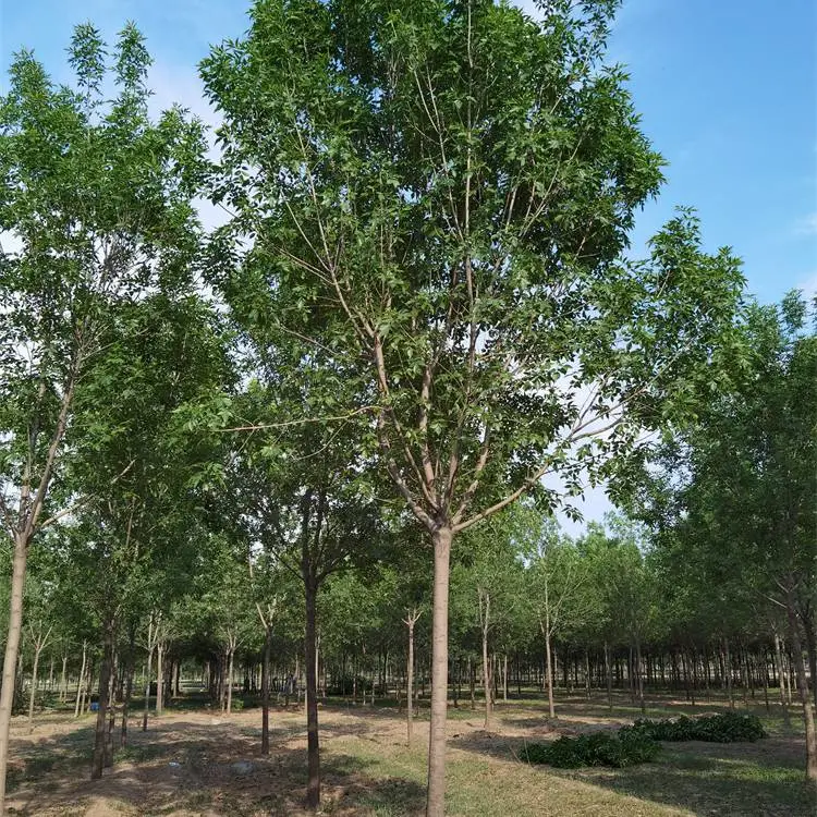 白蜡基地-白蜡树行情-秦皇岛丛生白蜡
