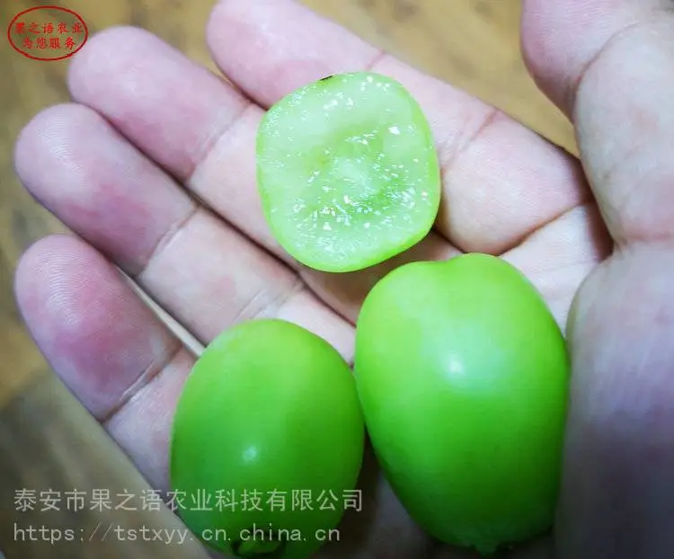 葡萄苗基地、巨峰葡萄苗、夏黑葡萄苗定购热线