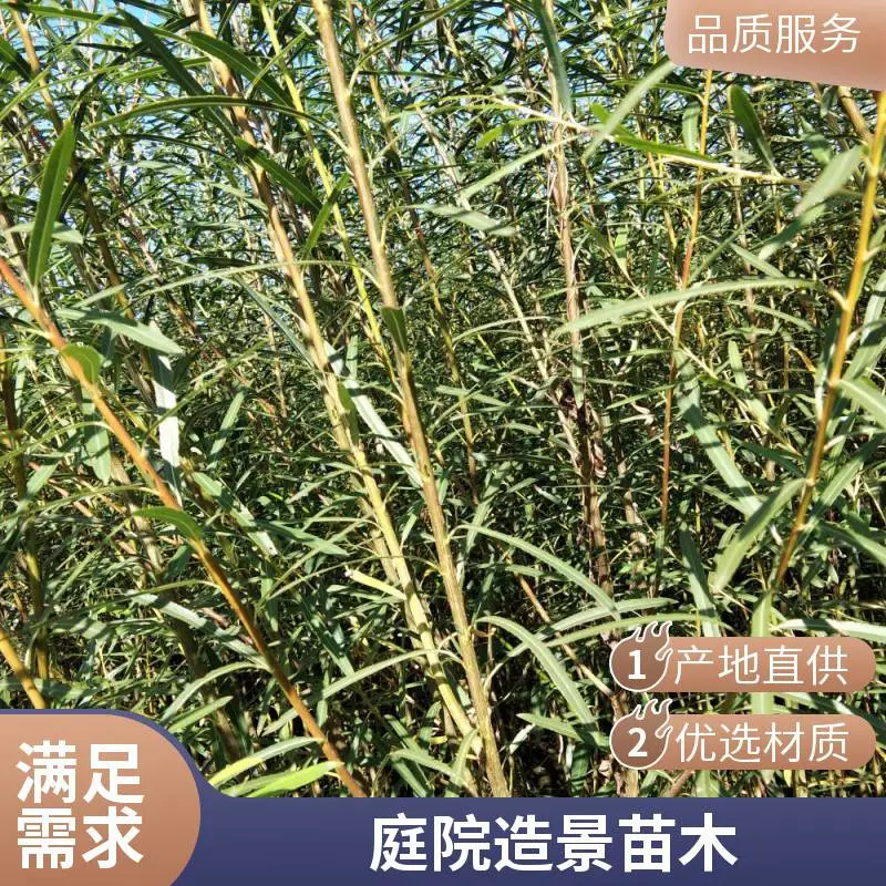 优质巴沙鱼柳 餐饮专用鱼柳条 餐饮专用品质 家庭烹饪优选