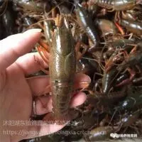 种虾 小龙虾 成品虾 青虾 青虾苗 养殖技术