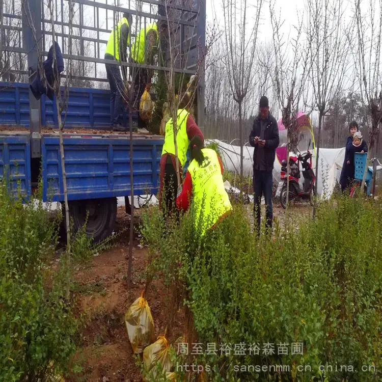 陕西安康树苗-爬藤月季大花北方绿化小苗-周至樱花道路景观树