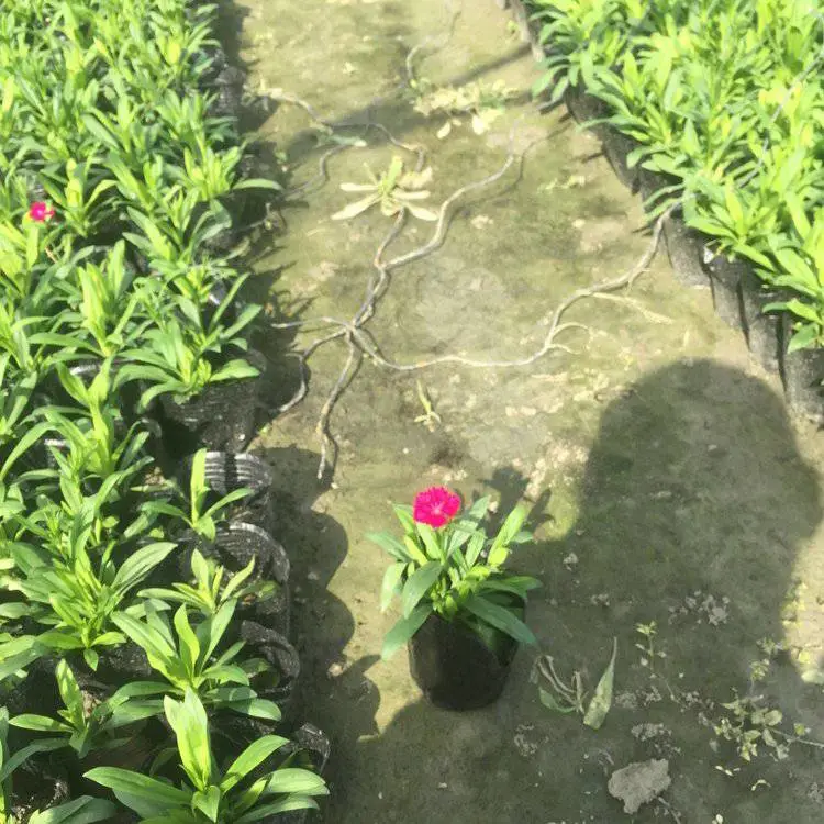 甘肃常夏石竹 绿化用时令草花 常夏石竹价格