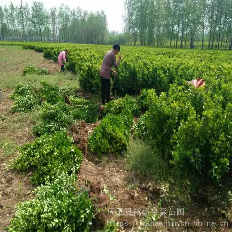 汉中绿篱冬青 篱笆墙遮挡树苗 冬青苗种植方法