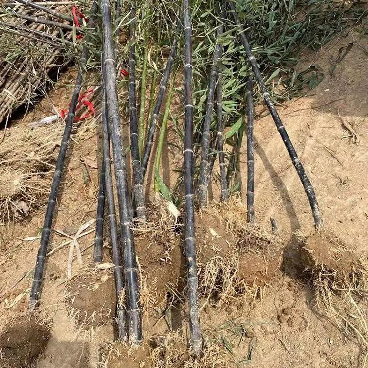 竹子苗庭院植物盆栽绿化四季常青金镶玉竹黄金竹青竹紫竹罗汉竹苗