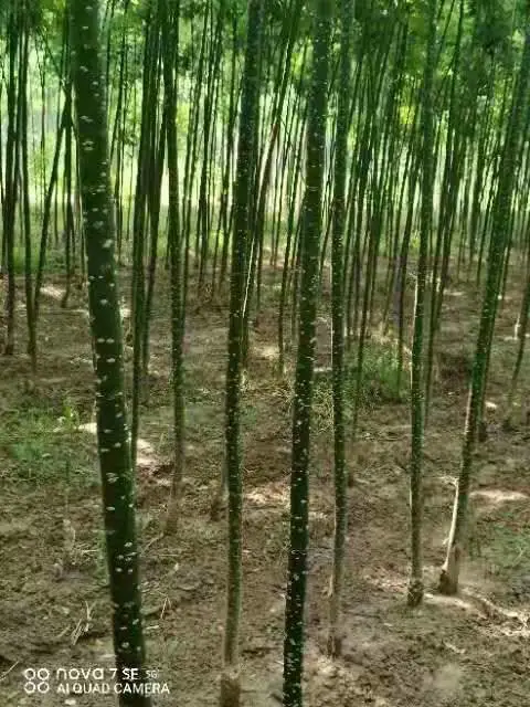山东威海淑女国槐小苗批发基地,淑女国槐苗厂家上车价格,淑女国槐苗产地报价,淑女国槐苗木供应商