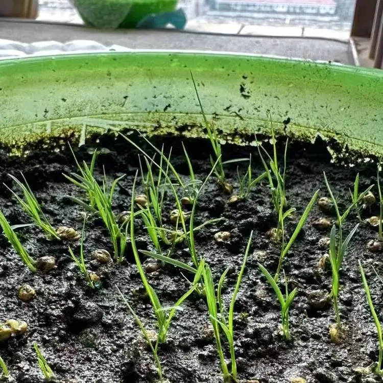 白标高羊茅草坪种子金盏菊矮杆混色黄色花籽适合12月播种