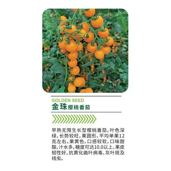 金珠樱桃番茄种子，果黄色，口感较软，口味甜酸，汁水多