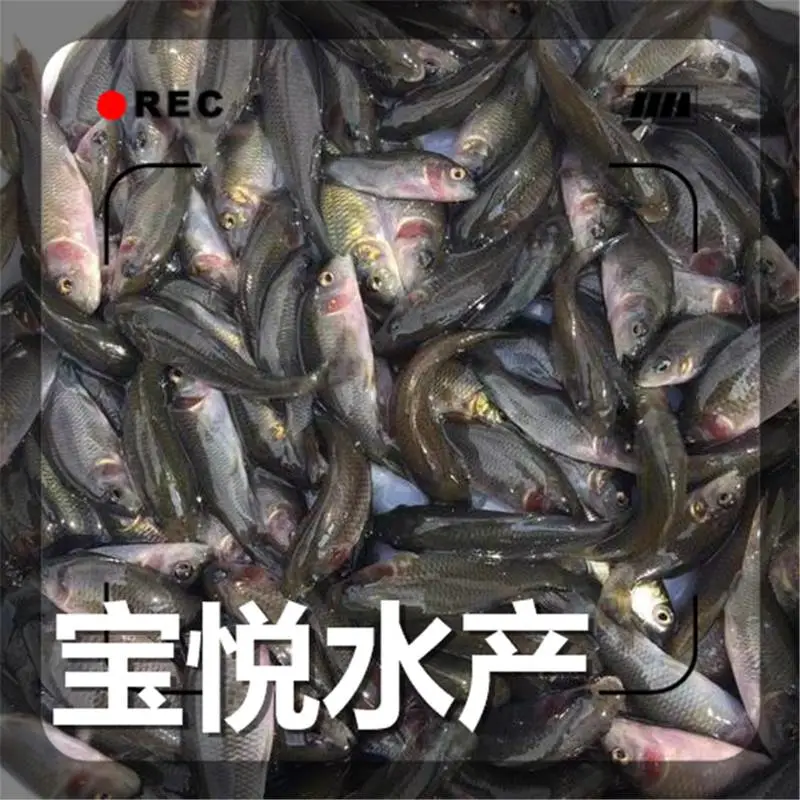 山东烟台禾花鲤鱼苗养殖供应 稻田鲤鱼苗出售